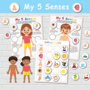 Five Senses Sorting Printable Activity, 5 Senses Matching, Homeschool Resource, Toddler Busy Bags Activity Preschool Anatomy Learning Binder
