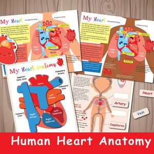 Atividade de anatomia do coração humano, sistema circulatório infantil, pacote de anatomia, jogo de correspondência de coração, currículo escolar em casa, aprendizagem pré-escolar