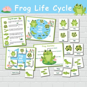 Cycle de vie d'une grenouille, anatomie de la grenouille, cartes Montessori en 3 parties, étude de la nature, activités imprimables préscolaires, programme scolaire à la maison.