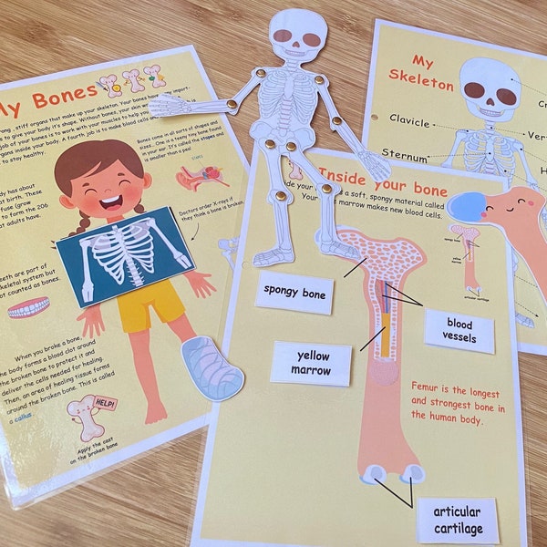 Human Skeleton Anatomy Activity, Printable Skeletal System, Bone Anatomy, Homeschool Resource, Montessori Material, Kids Anatomy