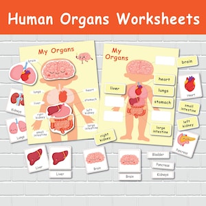 Activité imprimable d'anatomie humaine, ressource scolaire à la maison, matériel Montessori, apprentissage pré-k, anatomie des enfants
