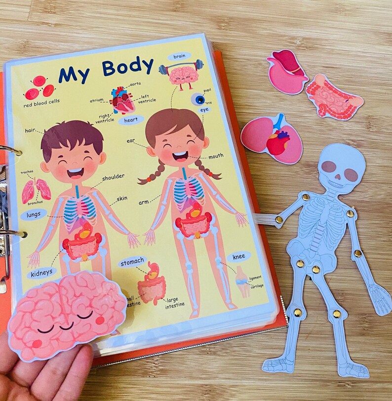 Anatomy busy book printable learning binder preschool etsy