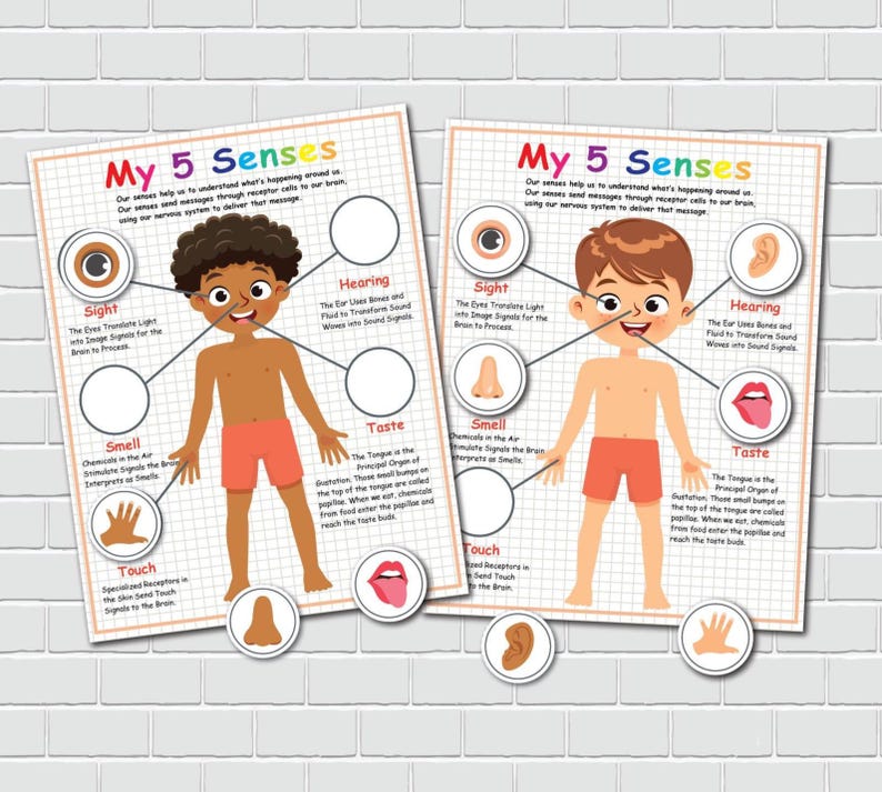 Five Senses Matching Activity: Preschool Anatomy Learning Binder (PDF ...