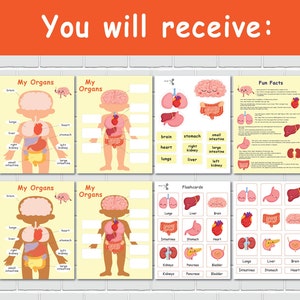 Human Anatomy Printable Activity, Homeschool Resource, Montessori ...