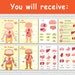 Human Anatomy Printable Activity, Homeschool Resource, Montessori ...