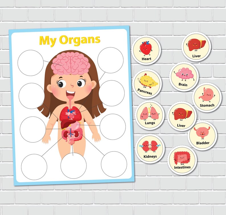 Human Anatomy Printable Activity, Homeschool Resource, Pre-k Learning ...