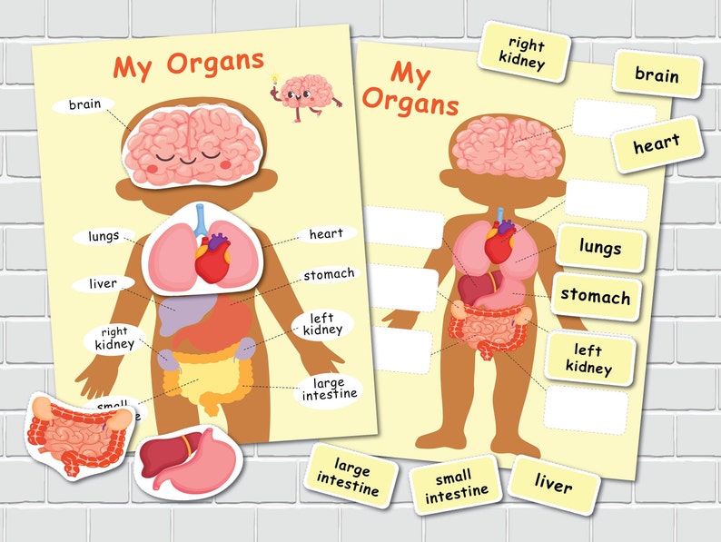 Human Anatomy Printable Activity, Homeschool Resource, Montessori ...