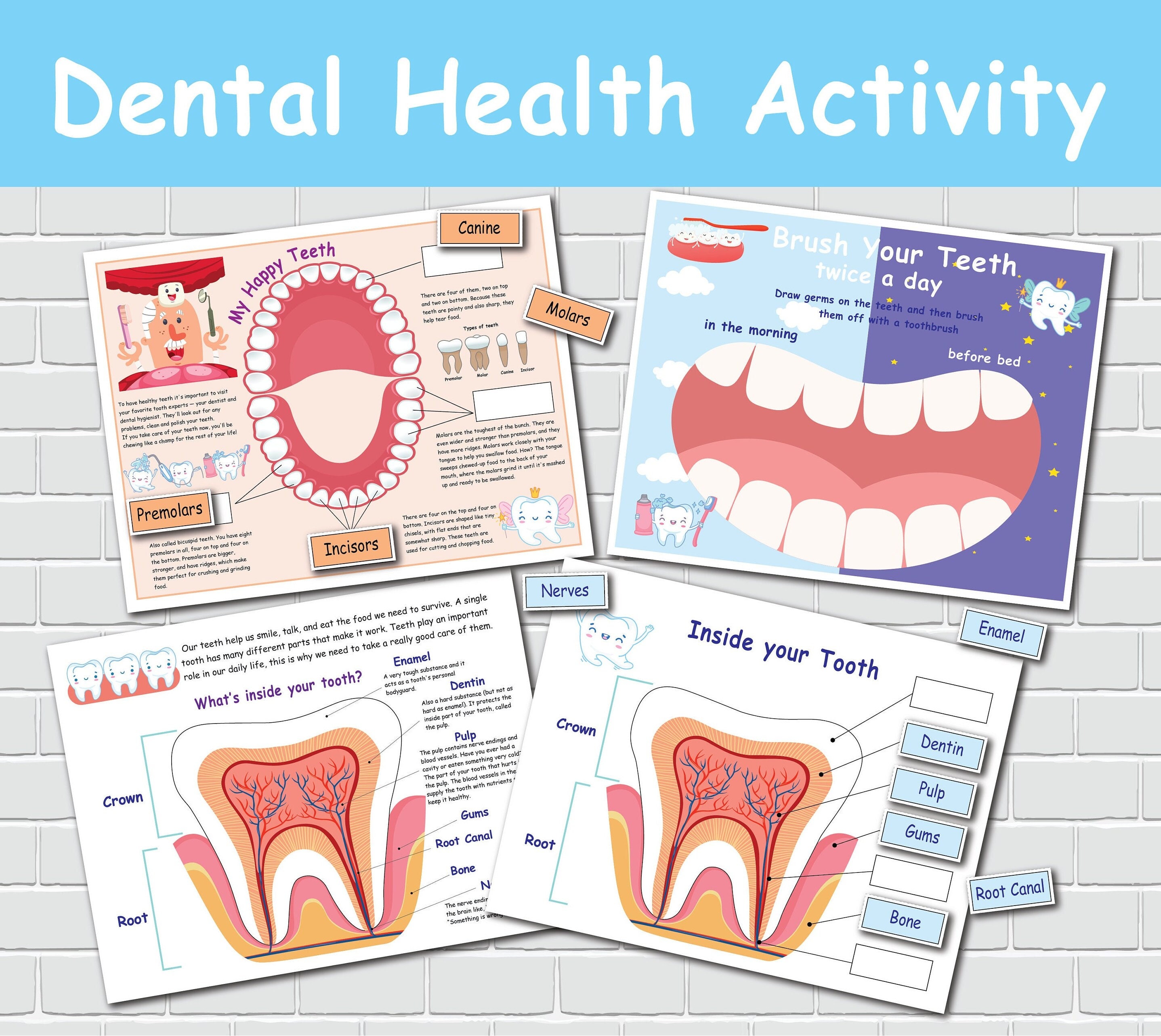 Preschool Toddler Activities Dental Health, Printable Homeschool  Curriculum, Human Anatomy Activity 