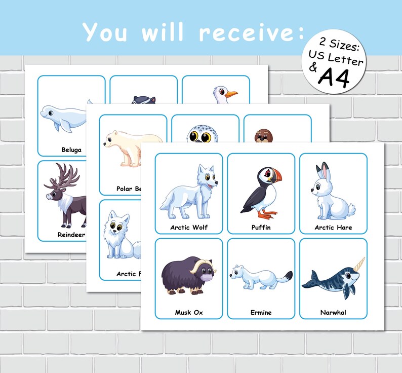 Ermine Flash Card.pdf Arctic Animals Flashcards, Printable Cards for Kids, Preschool ...