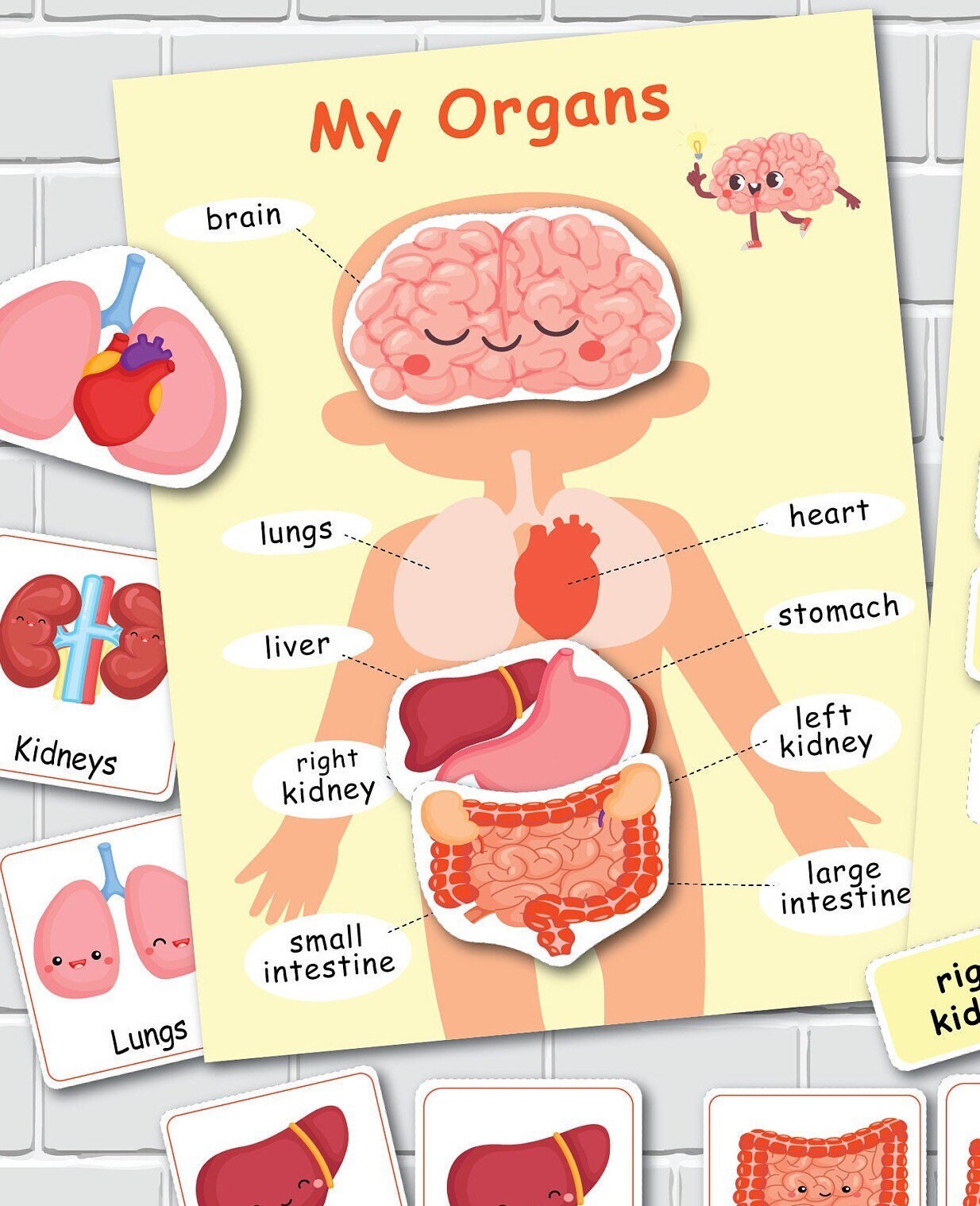 Human Anatomy Printable Activity, Homeschool Resource, Montessori ...