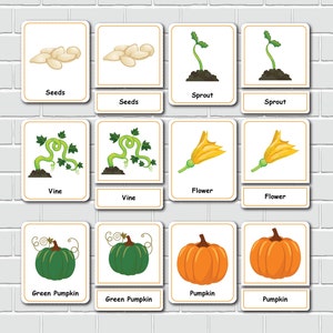 Pumpkin Unit Study, Life Cycle of a Pumpkin, Pumpkin Varieties, Fall ...