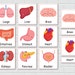 Human Anatomy Printable Activity, Homeschool Resource, Montessori ...