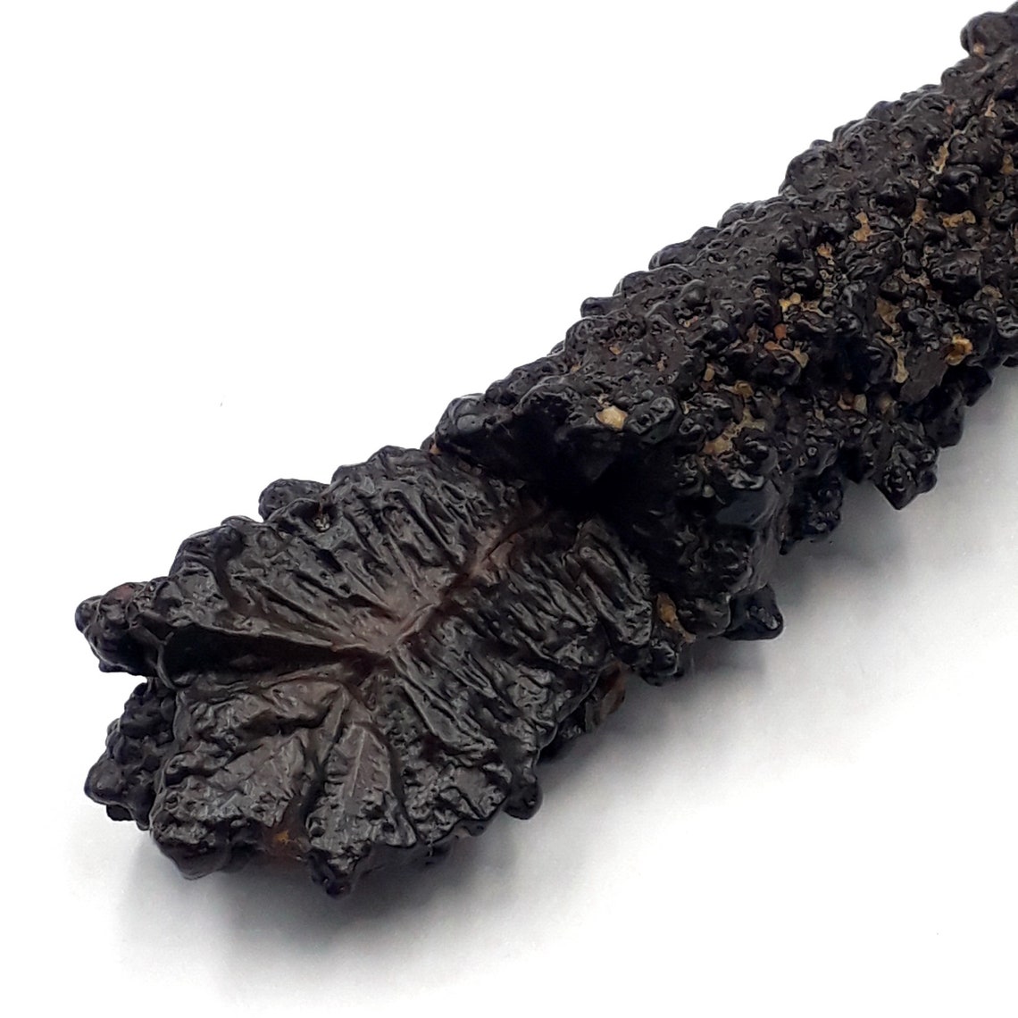 59 Grams Prophecy Stone Pseudomorph Hematite Goethite