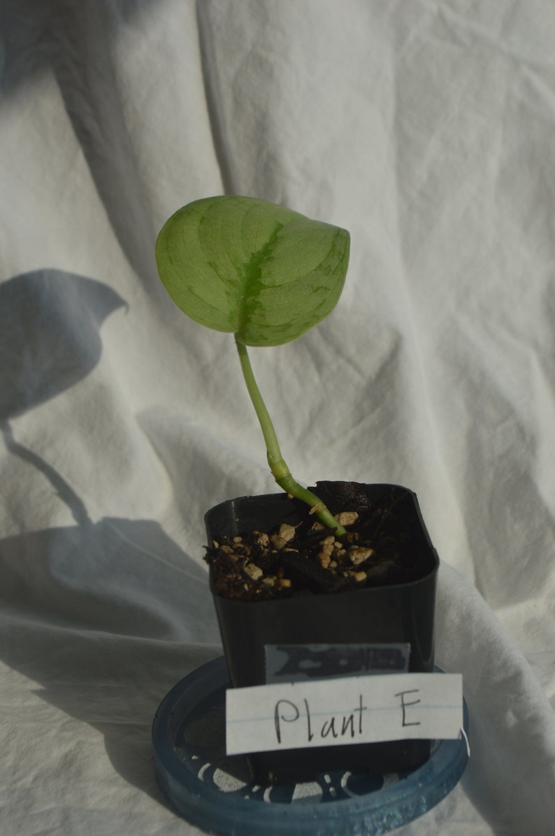 factory store shop U.S. Scindapsus Silver Hero, Plant E