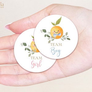 Gender Reveal Sticker, Little Cutie Is On The Way Gender Reveal, Orange Clementine, Team Boy or Team Girl Sticker, He She, Boy Girl, GR030