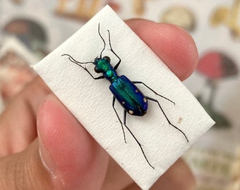 Tiger Beetles from Indonesia, green & purple Prothyma quadriguttata