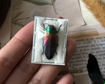 Belionota tricolor Jewel Beetle, Specimen, Entomology, Real insect, Beetle art, Real beetle, Insect art, Beetle, Jewel beetle, Tricolor