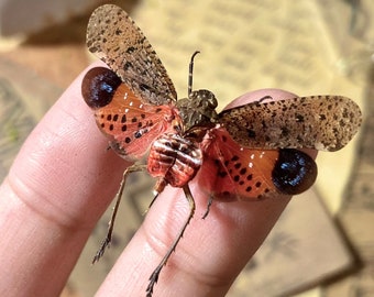 Penthicodes Atomaria ONE REAL red pink fulgorid, Mounted, Wings spread