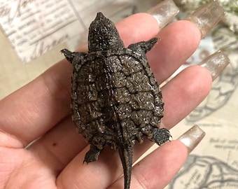 Real Snapping Turtle Hatchling Wet Specimen | taxidermy natural history gift reptile