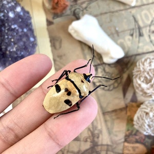 Eucorysses grandis, skull face shield bug Indonesia, Unmounted, Eucorysses Grandis Smile Man Face Real Bug Entomology Collectible