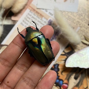 XL Gold/Green Flower Beetle from Malaysia, Rhomborrhina resplendens chatanayi