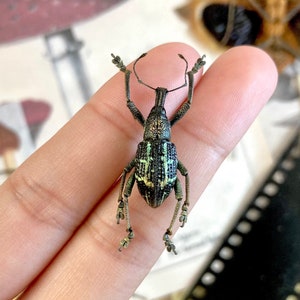 Colorful Weevil Beetle, Rhinoscapha basilica, Real weevil beetle, Entomology, real beetle insect