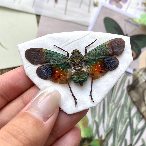 Penthicodes Farinosa Peleng, Lanternfly, One Lanternfly Penthicodes Farinosa Peleng Spread, Wings Spread, Indonesia, Insect, Taxidermy