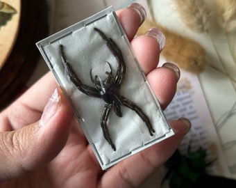 Male GIANT jumping spider, Hyllus Giganteus, Largest Jumping Spider, Arachnid, Entomology, Real spider, Spread Spider Specimen, Science