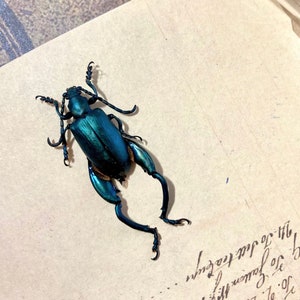 Deep Blue Frog Legged Leaf Beetle Sagra Coeruleata insect, Spread Frog beetle, Entomology, Real beetle, Insect, Littlelaurenarts, Real bug
