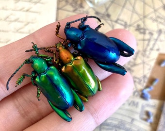 Trio of Frog Beetles, Sagra longicollis, Real beetles, Real Frog Beetles