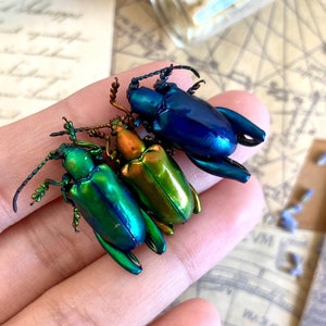 Trio of Frog Beetles, Sagra longicollis, Real beetles, Real Frog Beetles