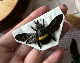 Tricolored Carpenter Bees, Xylocopa tricolor from Indonesia Real Dried Insects, Entomology, Real insect, Insect art