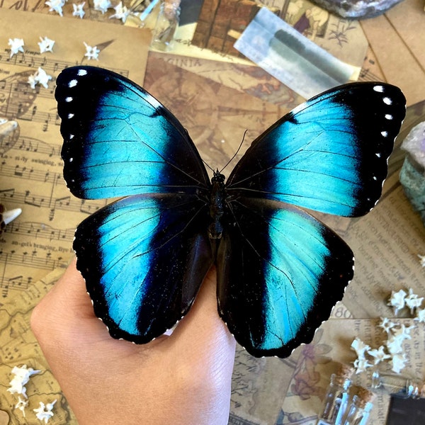 Morpho Achilles Butterfly, blue black butterfly, Dry-preserved specimens, Lepidoptera, Entomology