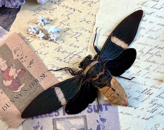 Auténtica pasta de cigarras Tosena Albata lista para tu proyecto de bricolaje.
