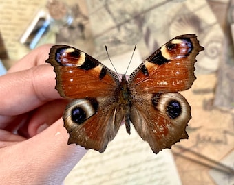 Peacock Butterfly, Inachis io, ONE Real Butterfly - Entomology - Lepidoptera