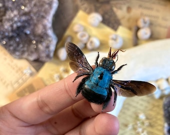 【正規品】Bibiy. HONEY BEE TOP ブルー Tropical Blue Carpenter Bee – Real Female Specimen, Mounted, Java