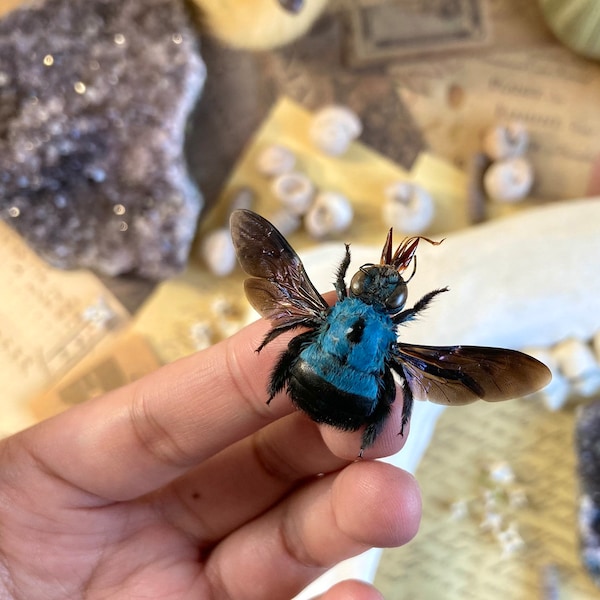 Xylocopa caerulea, Blue Carpenter Bee, Entomology, Insects, Arthopoda