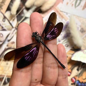 Euphaea variegata, Libélula real, verde azulado y violeta brillante, extendida y lista para montar