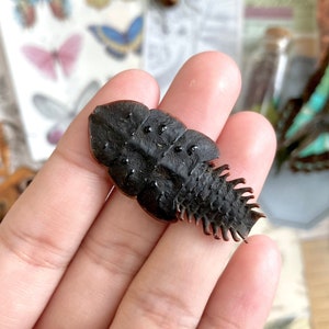 May include: A detailed, black, insect-like decorative piece with a textured surface and spiky edges. The object is held in a hand, with other decorative elements like butterflies and botanical illustrations in the background.