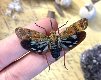 Saiva Bullata, Spread or Unmounted, Leaf Hopper, Entomology, Real Lanternfly, Spread Saiva bullata, Insects