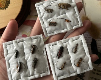 4 Pack Fruit ﬂower Beetles, Mixed Cetoniidae, Entomology, Real beetle, Small beetles, Insect art, insect Taxidermy, Unmounted beetle