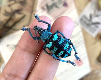 Eupholus linnei Kei Is. Real Beetle, Blue Weevil Beetle, blue green weevil beetle Indonesia