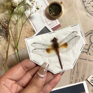 Coral-tailed cloudwing Dragonfly, Tholymis tillarga, Real Dragonfly, Spread and ready for your projects, Insect, Taxidermy, Insect art image 1