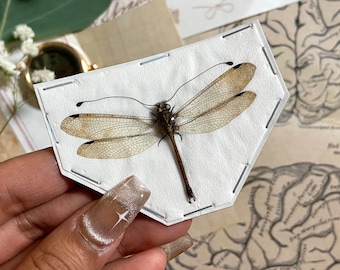Ejemplar de ala de red de encaje transparente, Spilosmycus Javanus, insecto real, ¡desplegable y listo para pegar en sus proyectos!