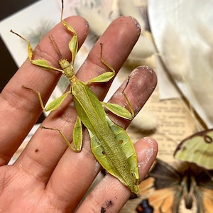 Bramble Leaf Insect, Phyllium tobeloense bhaskarai (M), Real walking leaf stick bug green indonesian leaf mimic insect, Entomology, Insect