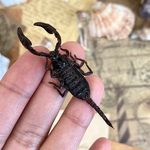 Heterometrus cyaneus, Real Scorpion, Insects, Entomology, Small Scorpions from Indonesia, Insect Taxidermy, Real insect, Small scorpion