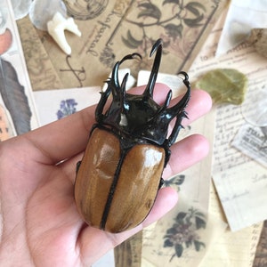 Eupatorus gracilicornis Large, 5 horned Beetle, Real large Rhinoceros beetle, Giant Beetle, Horned Beetle,  Entomology