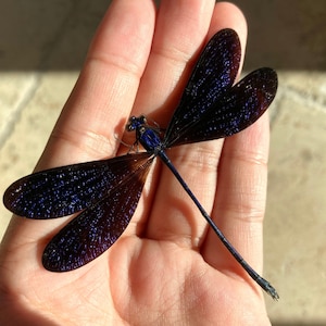 Vestalis luctuosa, Caballito del diablo violeta brillante, Libélula real Vestalis luctuosa, Caballito del diablo libélula negra azul Indonesia