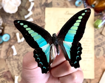 Puede incluir: Se muestra una mariposa con alas negras, acentuadas con marcas turquesas y verdes. Las alas de la mariposa están extendidas, mostrando los intrincados patrones. El fondo incluye efímeras vintage y pequeños objetos decorativos.