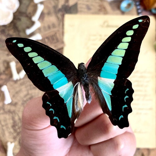 Real Butterfly spread Butterfly Graphium Sarpedon Etsy